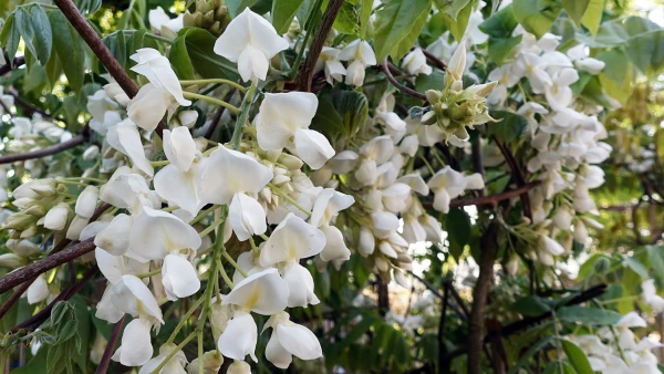 Glycine de Chine (Wisteria sinensis) : la grimpante spectaculaire � grappes mauves pour sublimer votre pergola