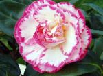 cathie camelia 5 150x112