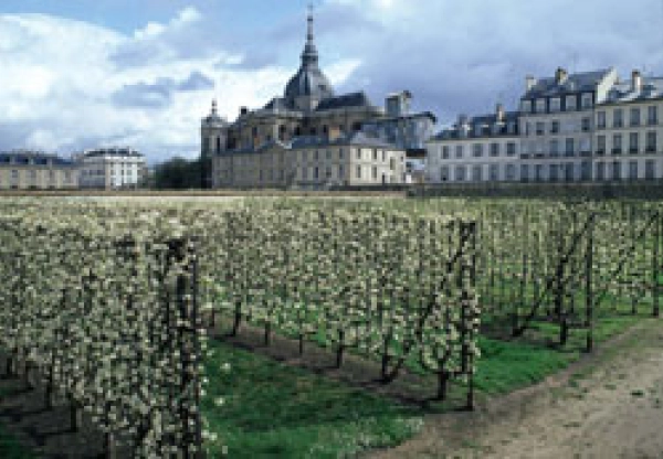 Le potager du roi à Versailles (78)