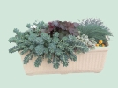 Jardinires aux feuillages persistants