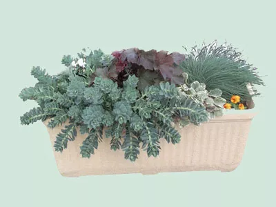Jardinires aux feuillages persistants