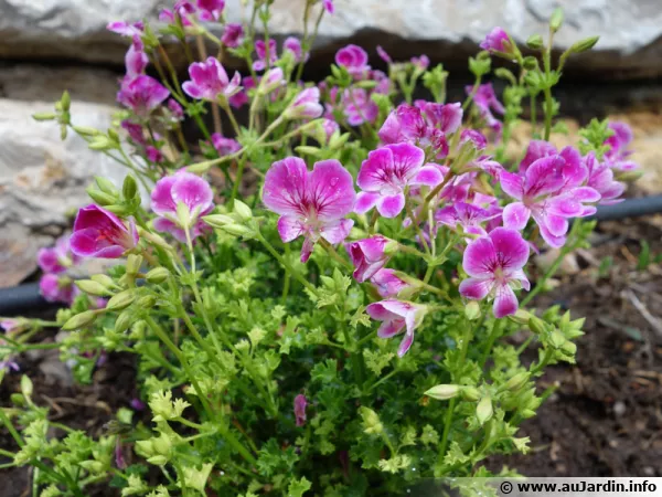 Pelargonium citriodorum est un sujet au port compact et aux feuilles d'un beau vert franc à l'aspect velouté fleurant bon le citron
