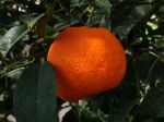L'oranger, l'orange douce, Citrus sinensis