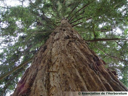 Sequoia du parc de l'Herboretum de Saint-Ay