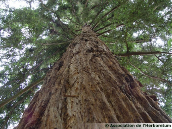 Sequoia du parc de l'Herboretum de Saint-Ay
