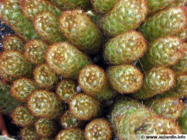 Mammillaria elongata, Mammillaire allongé