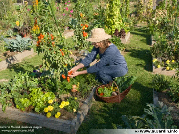 Anne-Marie nous explique les bases du potager en carrés