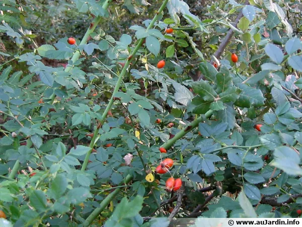 L'glantier et ses cynorrhodons