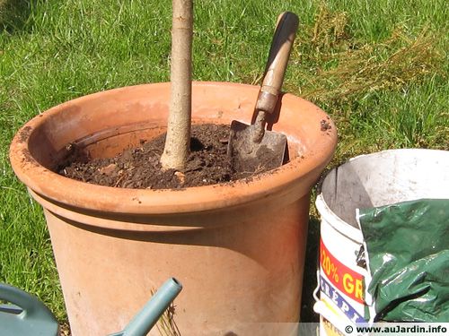 Le surfaçage d'une plante en pot permet d'apporter d'apporter des éléments nutritif à la plante sans rempotage.