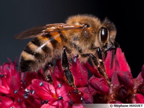 L'abeille domestique fait partie des insectes pollinisateurs indispensables au jardin