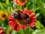 10 plantes pour attirer les abeilles toute l'année