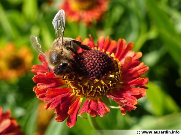 Une abeille sur une fleur ...