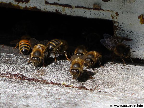 Des abeilles au travail