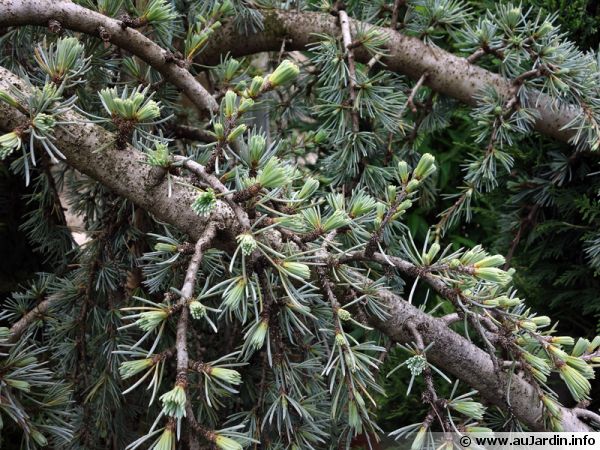 Sapin du Colorado, Abies concolor