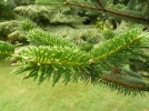 Sapin de Delavay, sapin du Yunnan, Abies delavayi