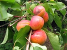 La taille des arbres fruitiers  noyaux
