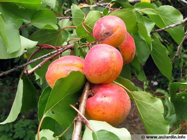 Les abricots sont des fruits à noyaux qu'il convient de tailler