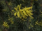 Mimosa de la rivi�re Snowy, Acacia de Snowy River, Acacia boormanii