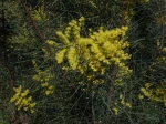 Mimosa de la rivi�re Snowy, Acacia de Snowy River, Acacia boormanii