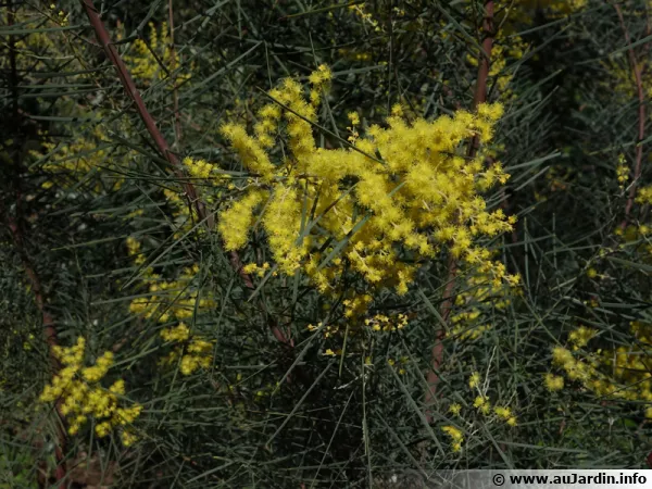 Mimosa de la rivière Snowy, Acacia de Snowy River, Acacia boormanii