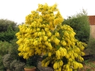 Les plantes envahissantes