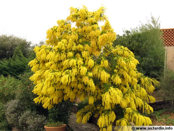 Acacia dealbata, le mimosa d'hiver