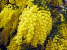Mandelieu-La Napoule et le mimosa