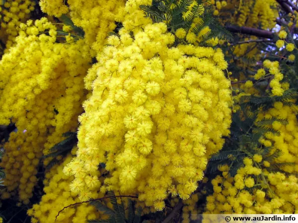 Le mimosa