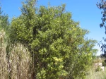 Acacia retinodes