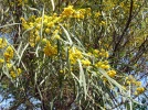 Acacia des quatre saisons (Acacia retinodes) : un arbuste ornemental persistant et parfum�