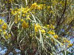 Fleurs du mimosa des 4 saions Fleurs du mimosa des 4 saions