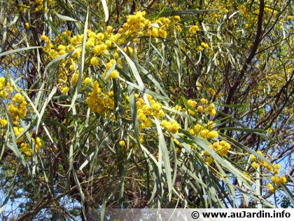 Acacia des quatre saisons (Acacia retinodes) : un arbuste ornemental persistant et parfum�
