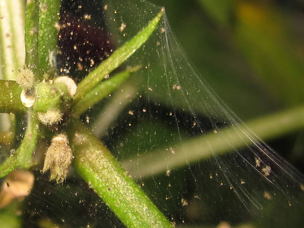 air plant argentea tillandsia Tillandsia Argentea