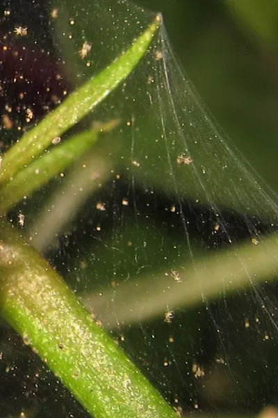 airplane plants for sale Spider Plant Chlorophytum comosum main image 1