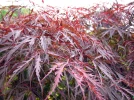 Erable palm�, Erable du Japon lisse, Acer palmatum