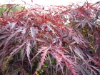 Erable palm, Erable du Japon lisse, Acer palmatum