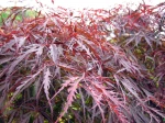 Feuillage de l'Acer palmatum 'Dissectum Garnet'