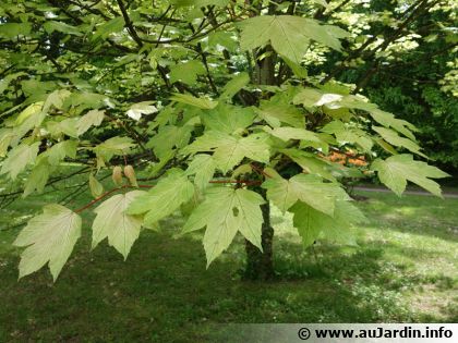 �rable sycomore (Acer pseudoplatanus) : un �rable europ�en embl�matique