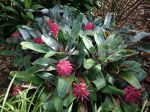 Vase d'argent, Aechmea fasciata Vase d'argent, Aechmea fasciata