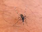 Moustique-tigre, Aedes albopictus, Stegomyia albopicta