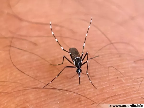 Aedes albopictus, autrement nomm Moustique tigre