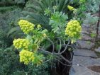 Un aéonium en arbre en fleurs Un aéonium en arbre en fleurs