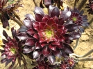 Aonium pourpre, Aeonium arboreum 'Atropurpureum'