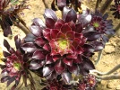 A�onium pourpre, Aeonium arboreum 'Atropurpureum'