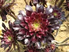 Aonium pourpre, Aeonium arboreum 'Atropurpureum'