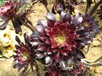 Aeonium arboreum 'Atropurpureum', Aéonium pourpre Aeonium arboreum 'Atropurpureum', Aéonium pourpre