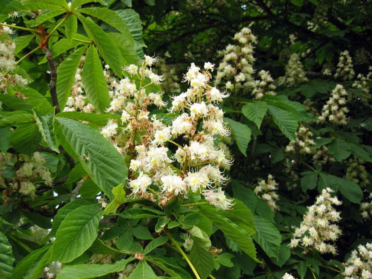 Marronnier d'Inde, Marronnier commun, Aesculus hippocastanum : planter,  cultiver, multiplier