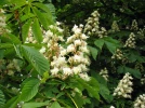 Marronnier d'Inde, Marronnier commun, Aesculus hippocastanum
