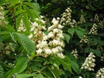 Aesculus hippocastanum, Marronnier d'Inde, Marronnier commun