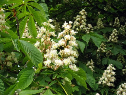 Marronnier d'Inde, Marronnier commun, Aesculus hippocastanum
